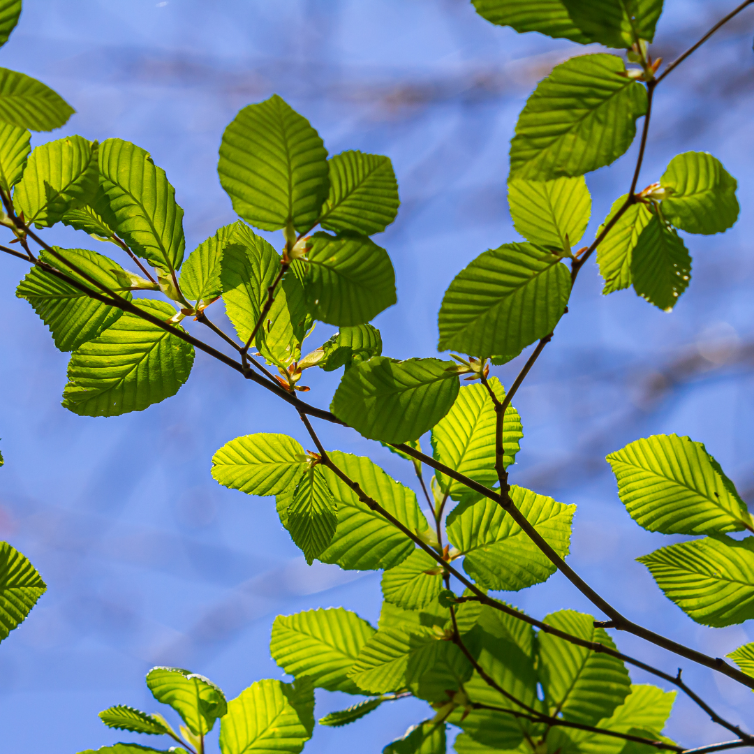 Hornbeam Trees