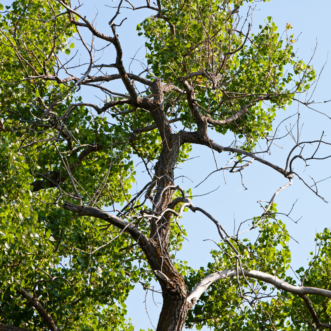 Cottonwood Trees