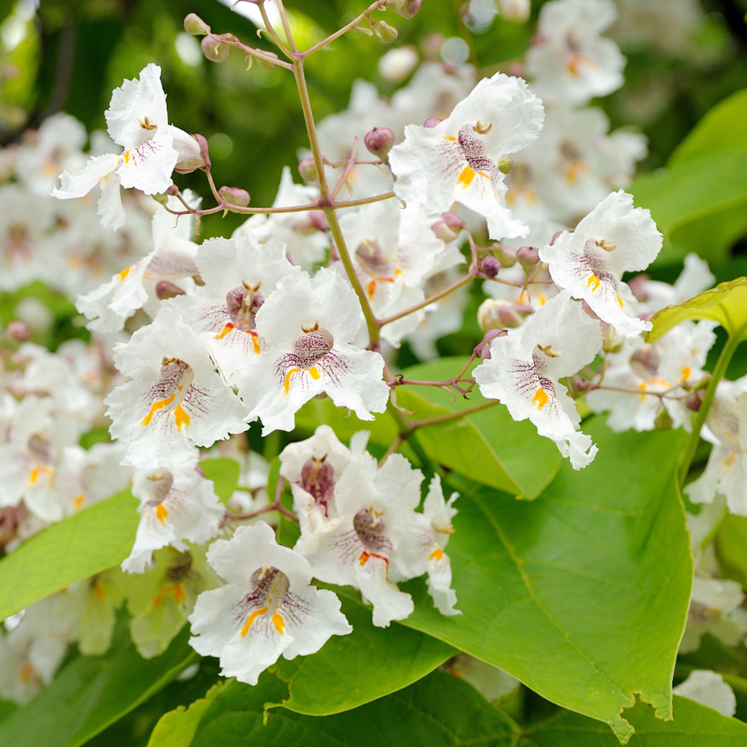 Catalpa Trees