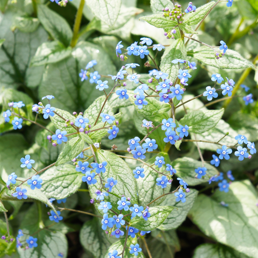 False Forget-Me-Nots (Brunnera)