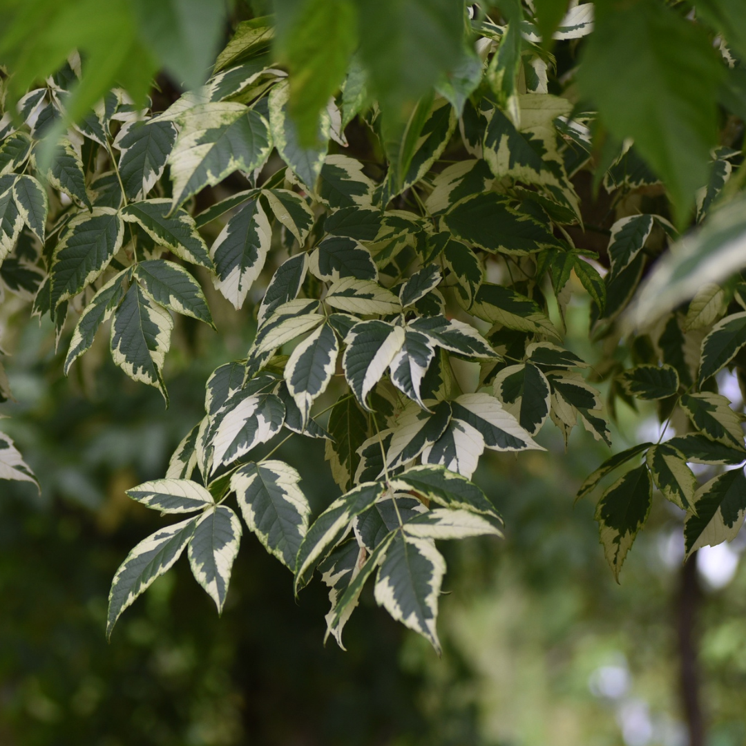 Boxelder Trees