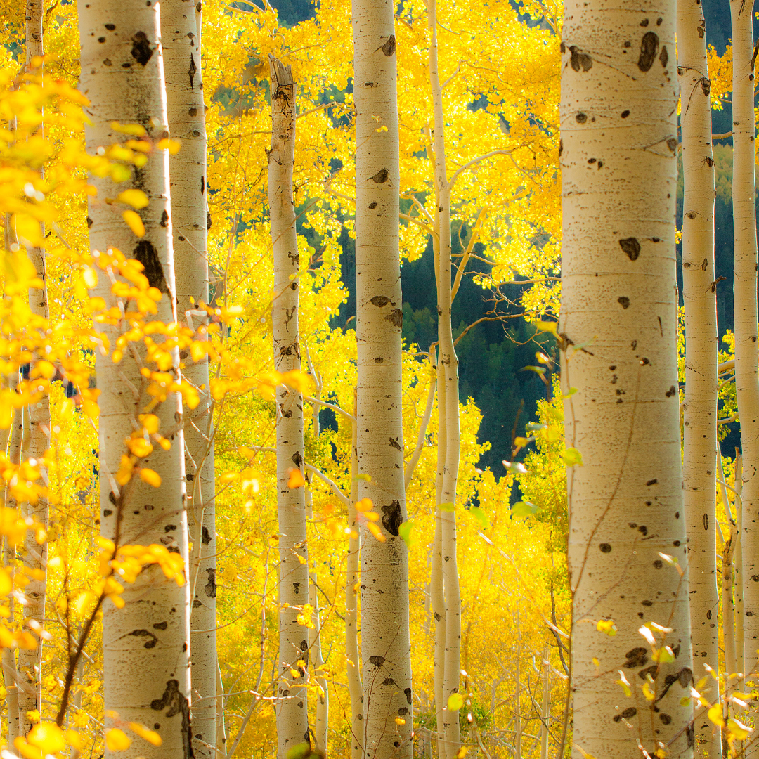 Aspen Trees