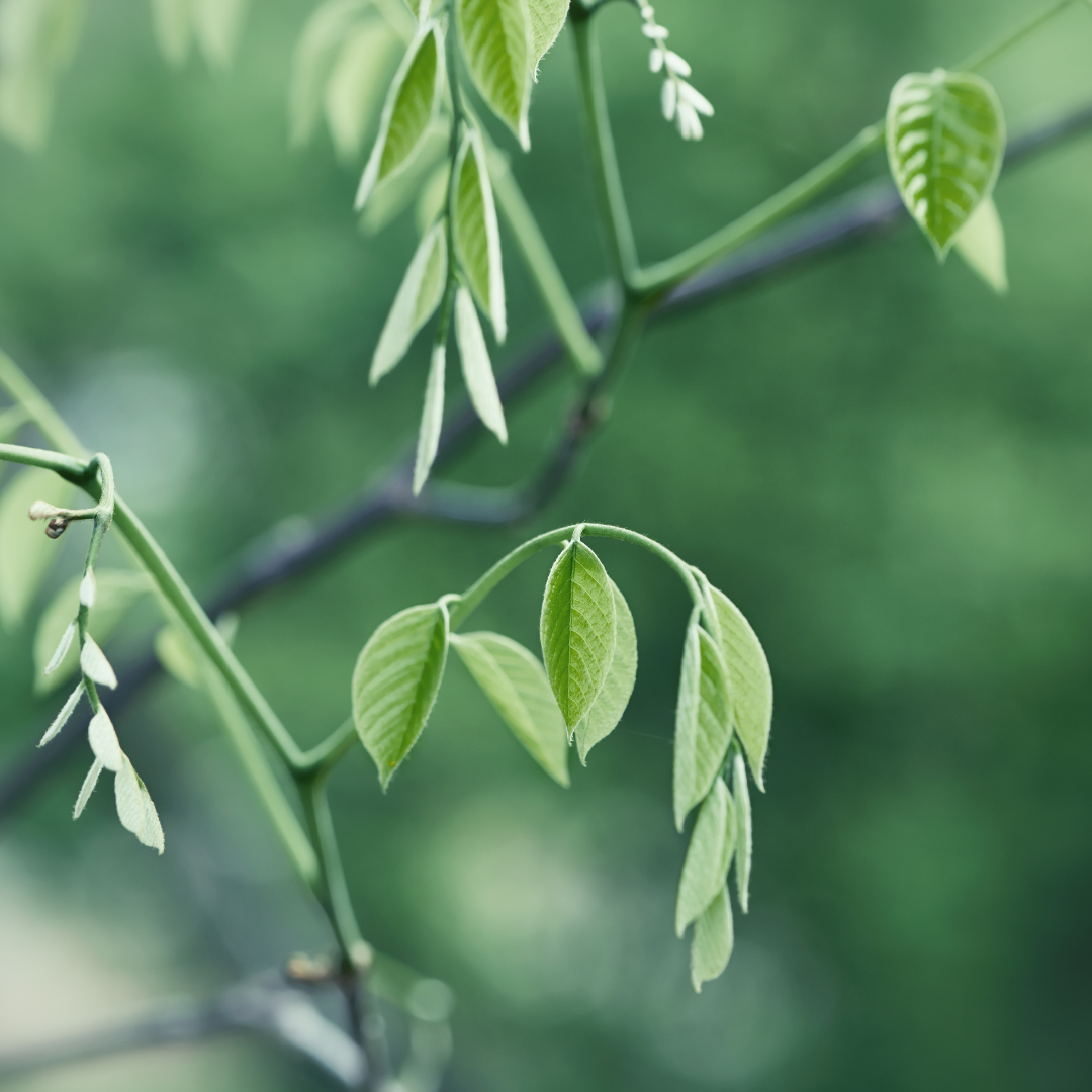 Yellowwood Trees
