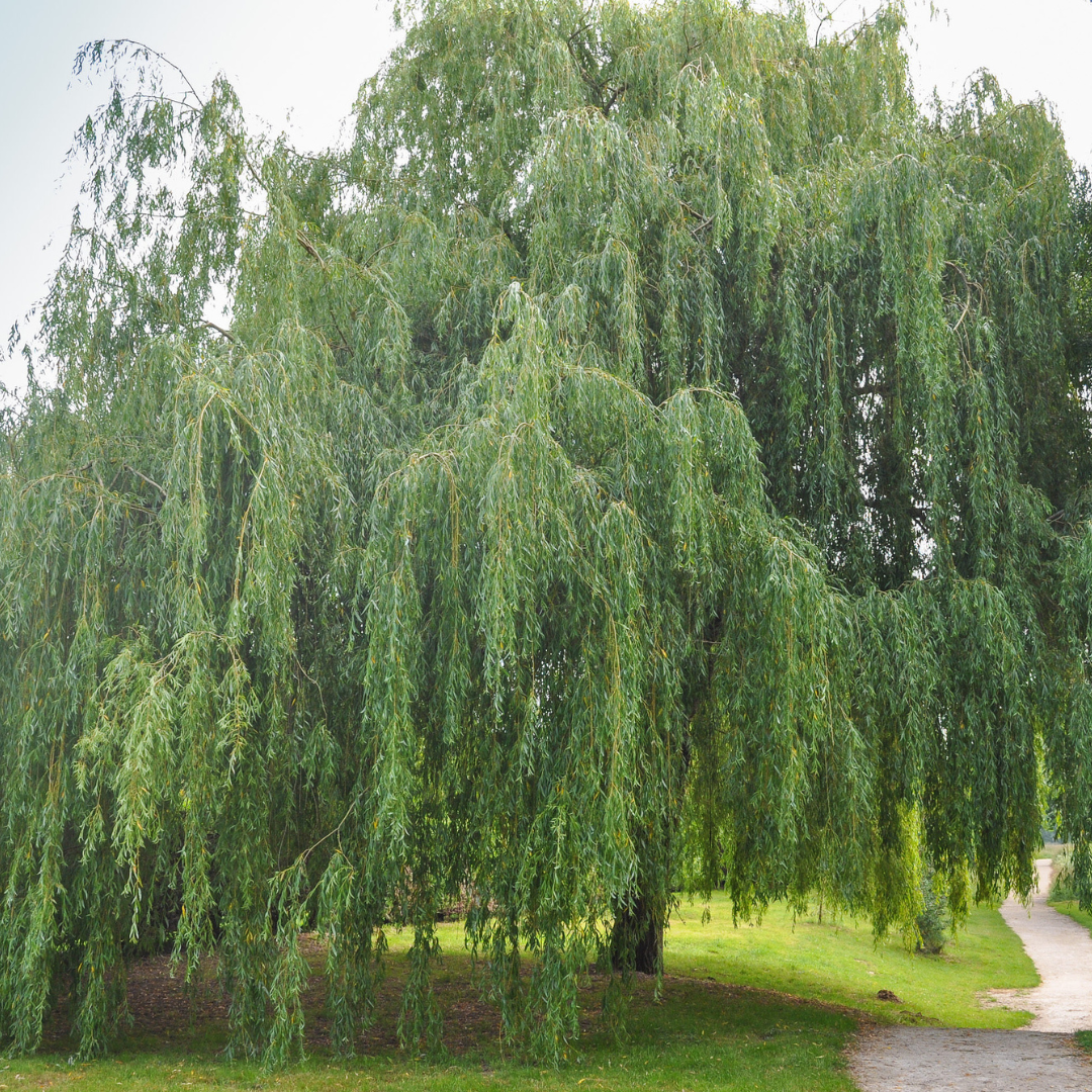 Willow Trees