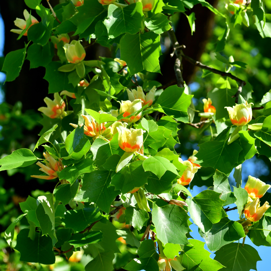 Tulip Trees