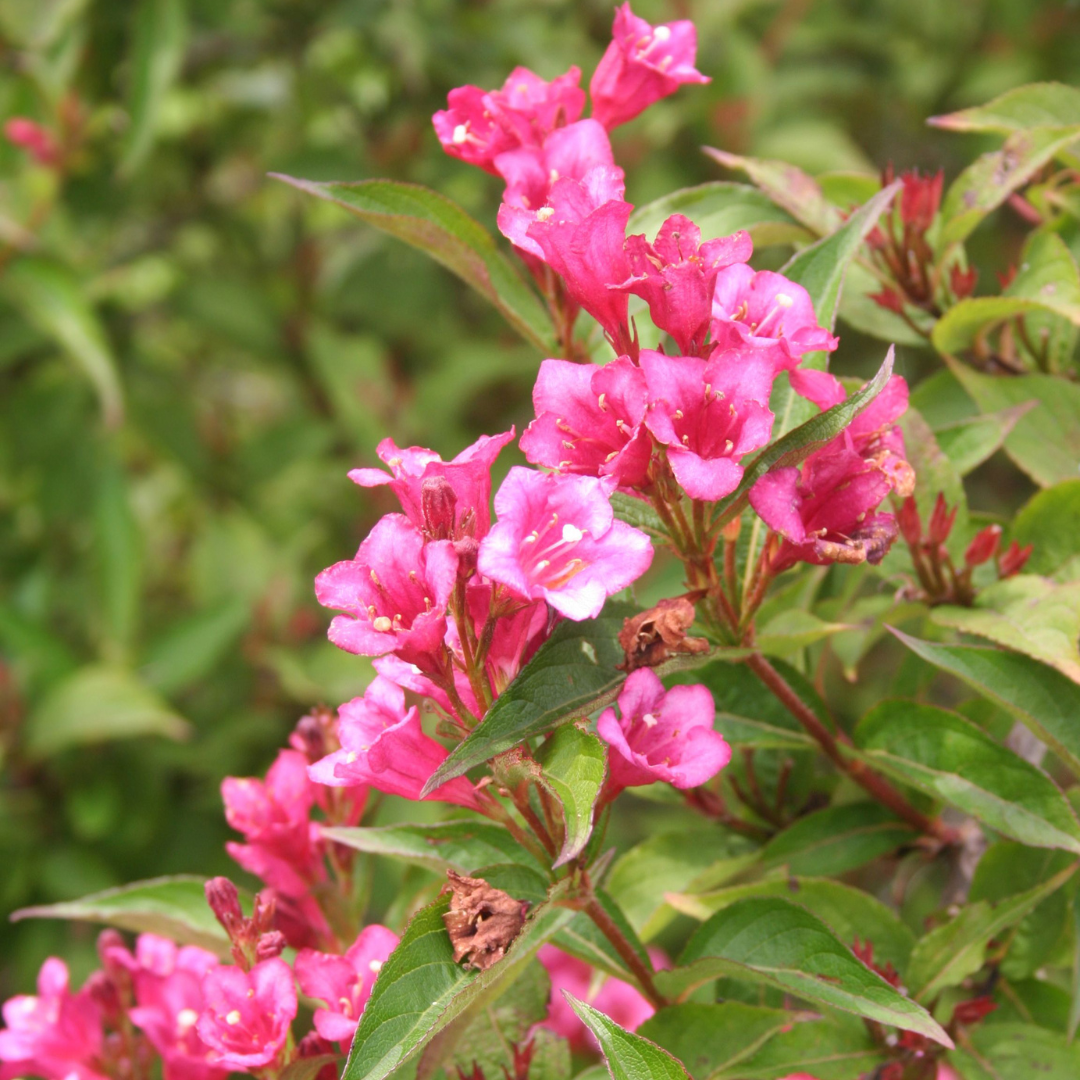 Weigelia