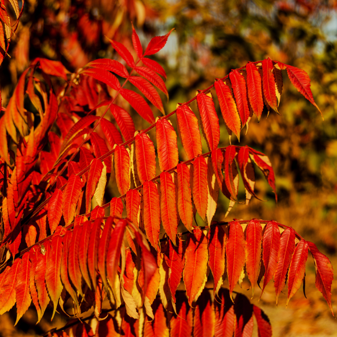 Sumac