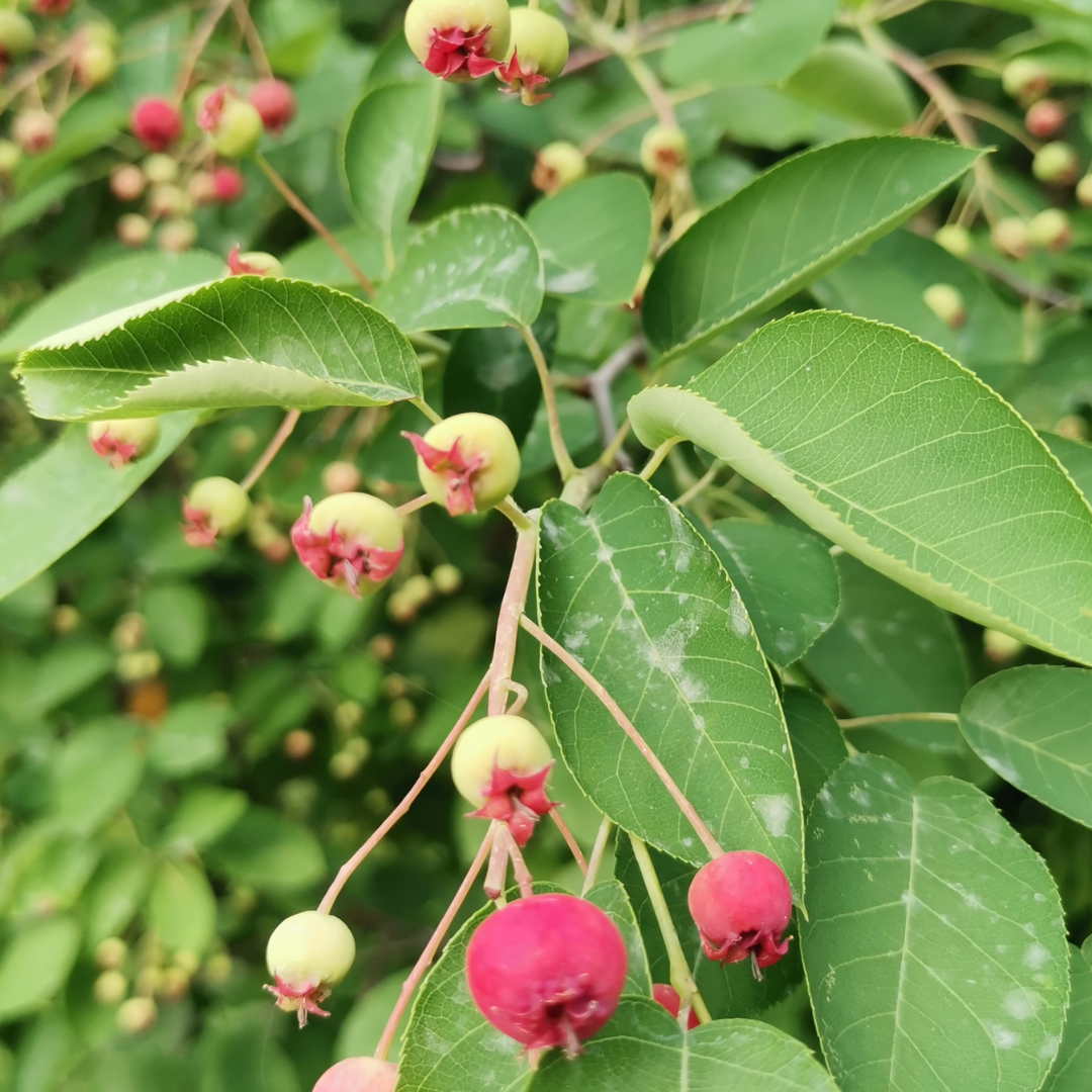 Serviceberry