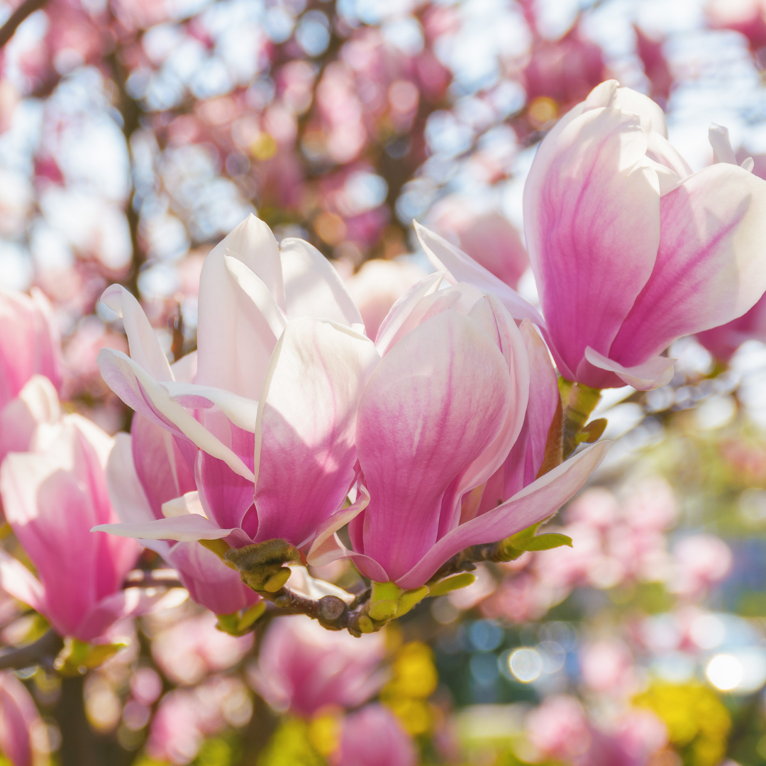 Magnolias