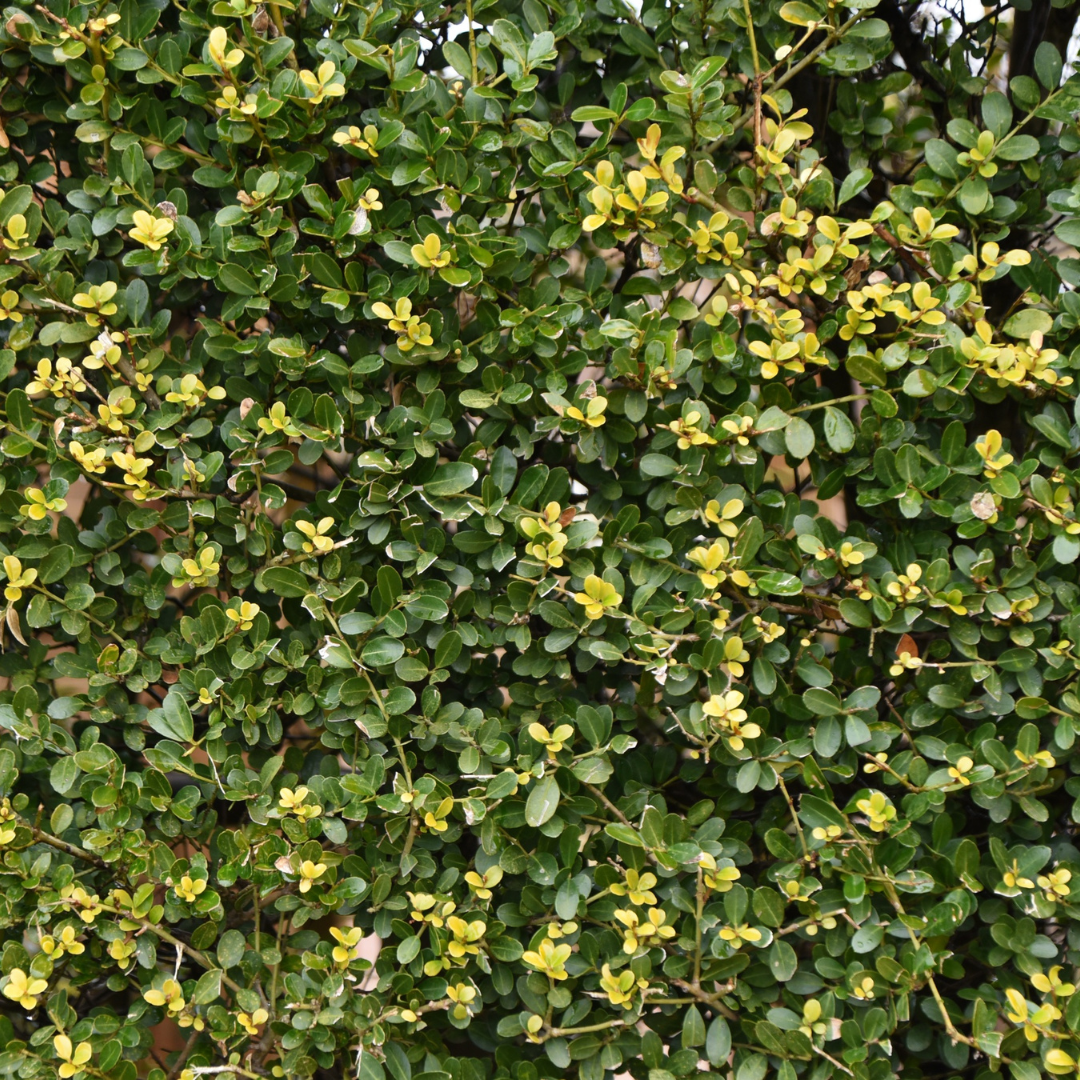 Boxwood
