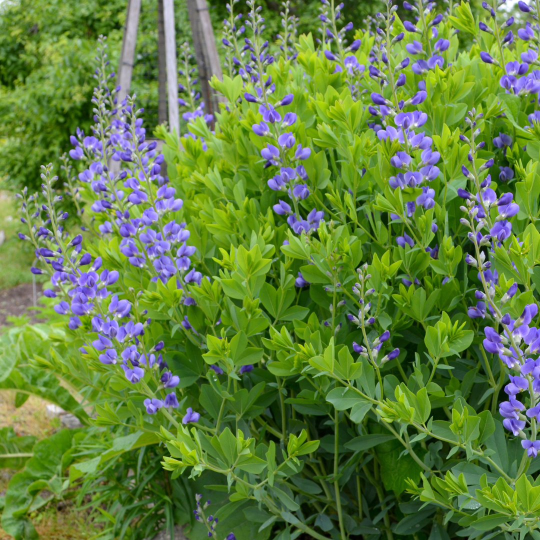 False Indigo