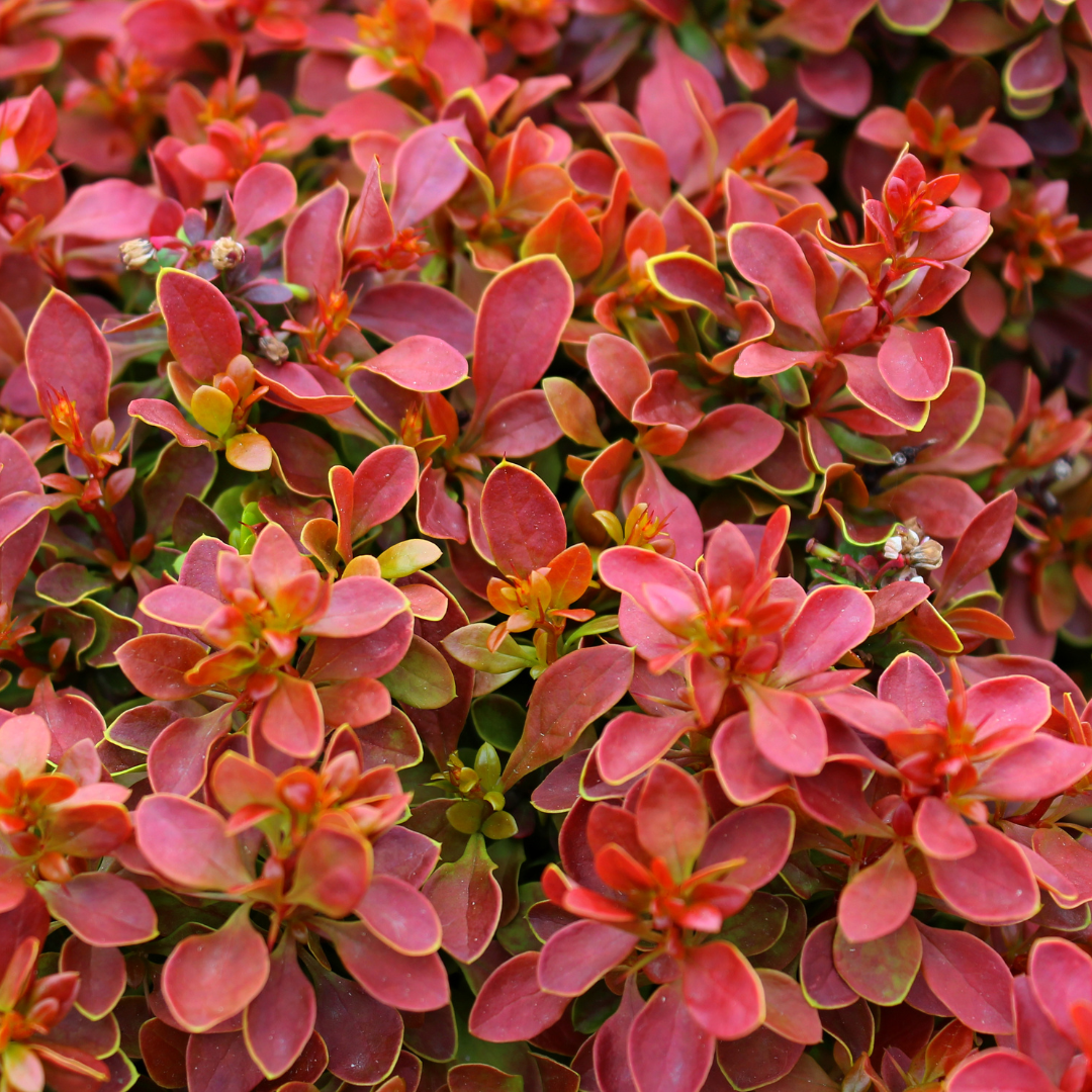 Barberries