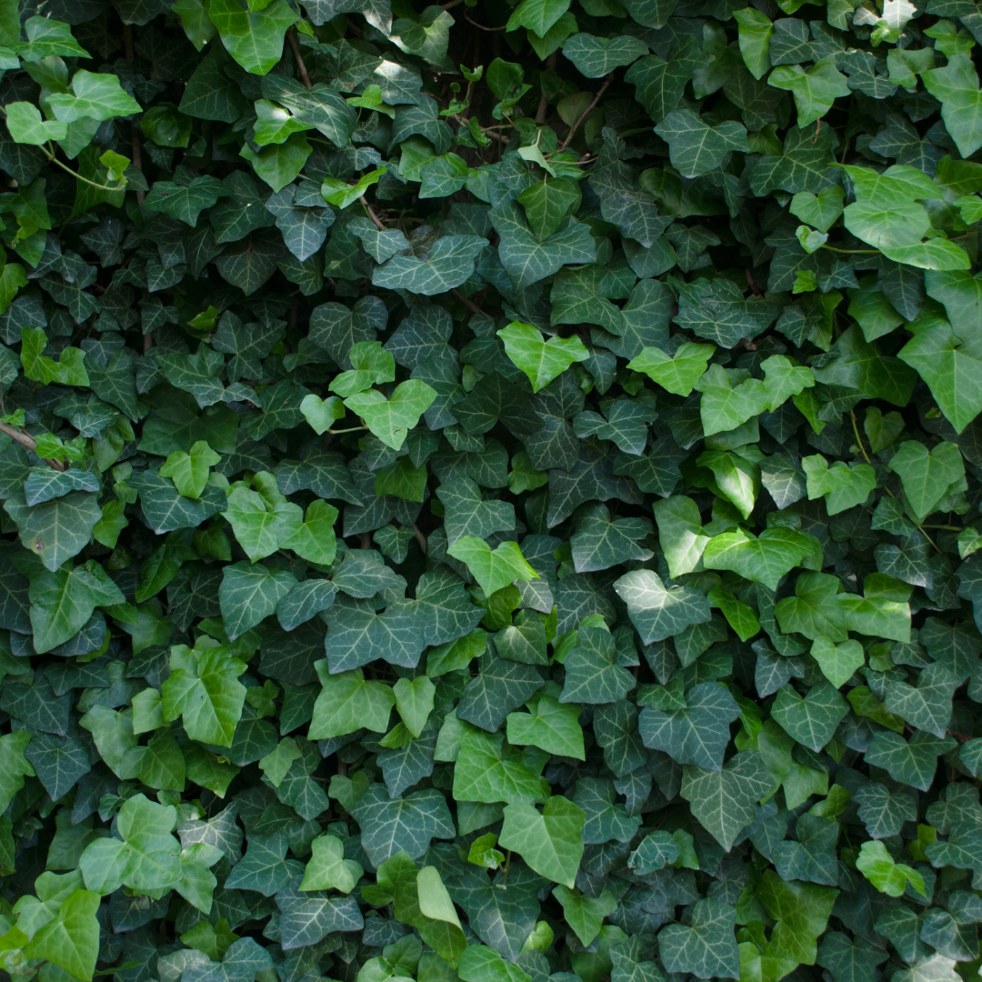 Ground Covers
