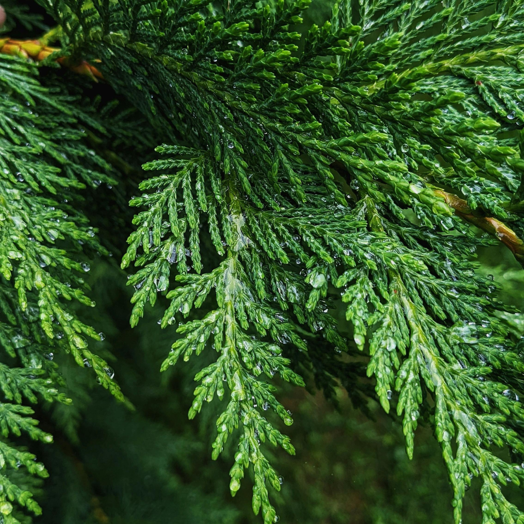 Evergreen Shrubs