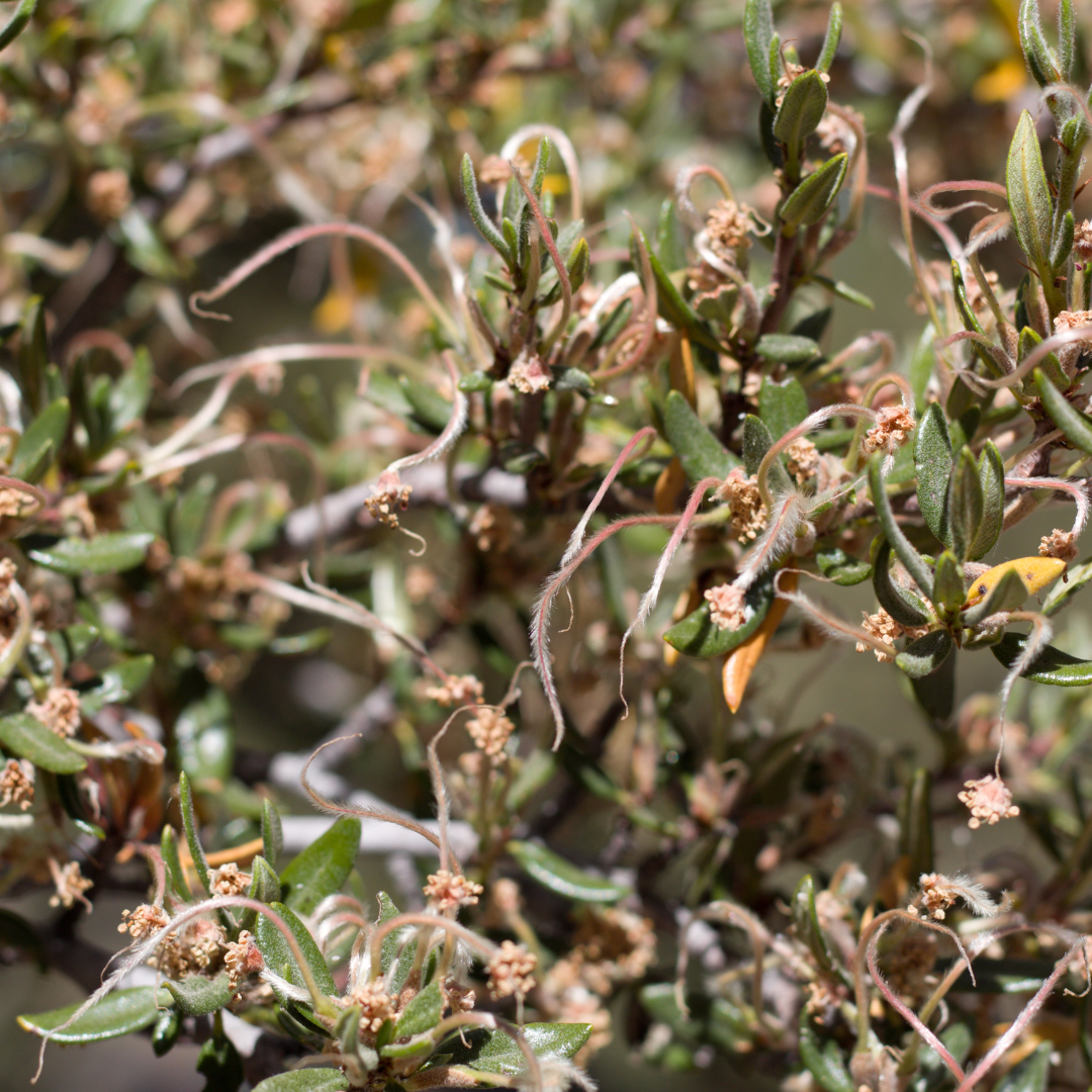 Native & Xeric Shrubs