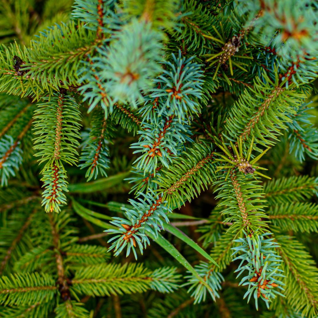 Privacy Trees