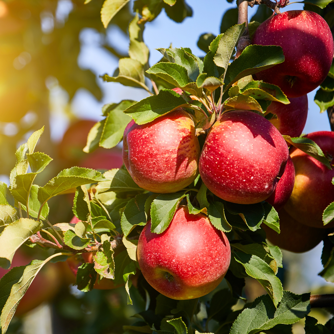 Fruit Trees