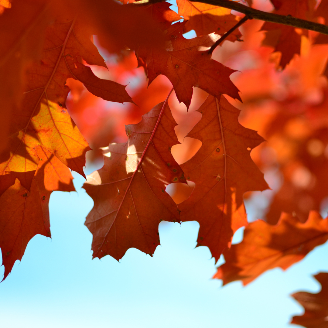 Deciduous Trees