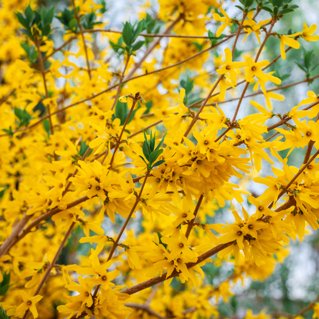 Forsythia