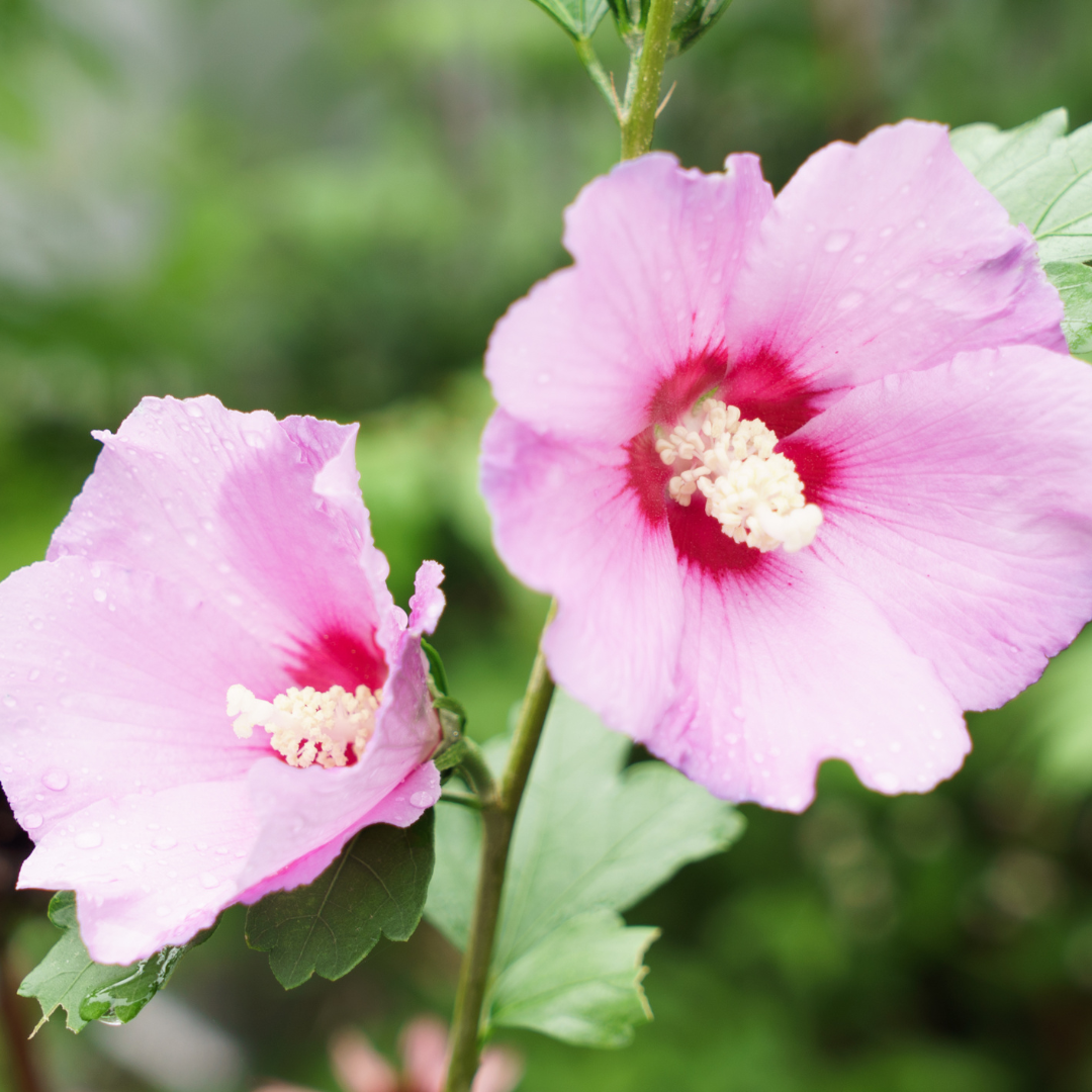 Rose Of Sharon