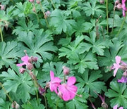 Geranium, Cranesbill Crystal Rose