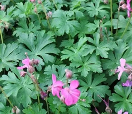 Geranium, Cranesbill Crystal Rose