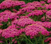 Yarrow, New Vintage Rose