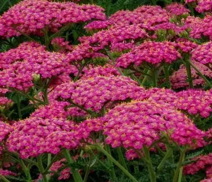 Yarrow, New Vintage Rose