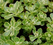 Sedum, Variegated Russian