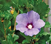Rose of Sharon, Coelestris
