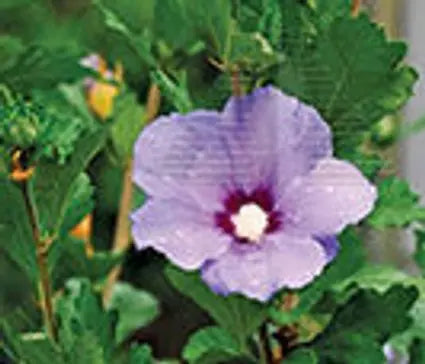 Rose of Sharon, Coelestris