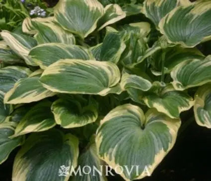 Hosta, Earth Angel