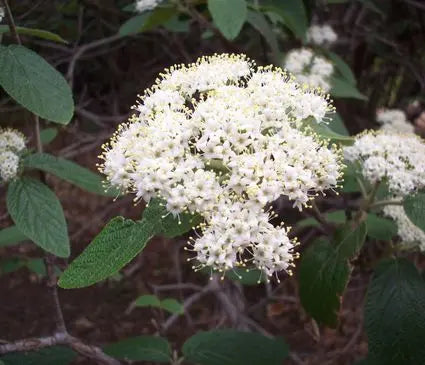 Viburnum, Alleghany