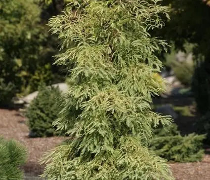 Dawn Redwood, Miss Grace (Weeping)