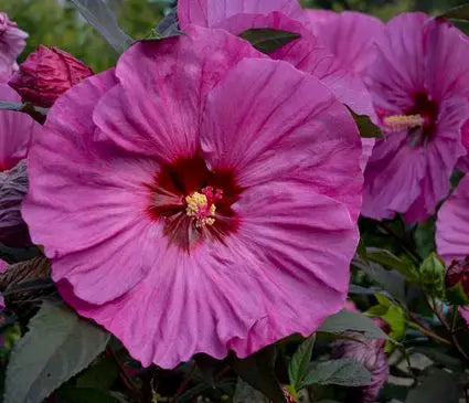Hardy Hibiscus, Berry Awesome