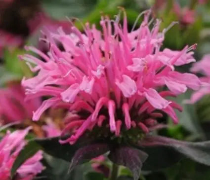 Bee Balm, Balmy Pink (Bergamot)