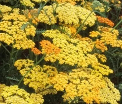 Yarrow, Terra Cotta