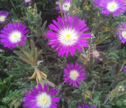 Ice Plant, Starburst