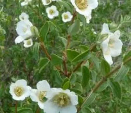 Mockorange, Littleleaf