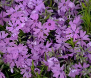 Phlox, Creeping Purple Beauty