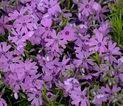 Phlox, Creeping Purple Beauty