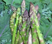 Asparagus, Mary Washington