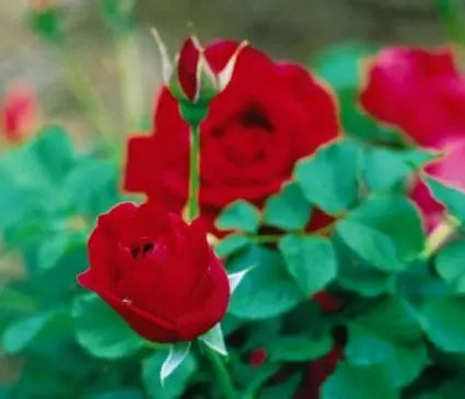 Rose, Cuthbert Grant