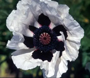Poppy, Oriental Royal Wedding
