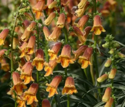 Foxglove, Sunset