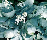 Hosta, Abiqua Drinking Gourd