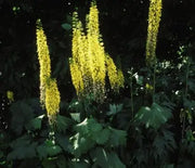 Ligularia, The Rocket