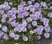Ice Plant, Lavender