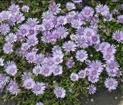 Ice Plant, Lavender