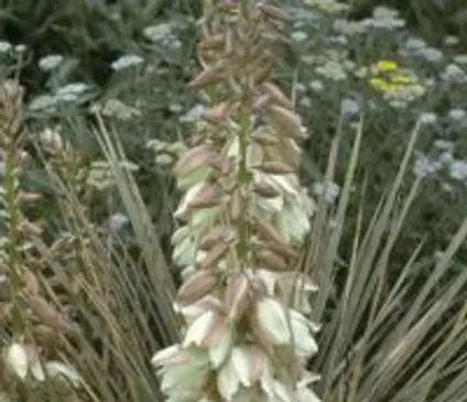 Yucca, Soapweed